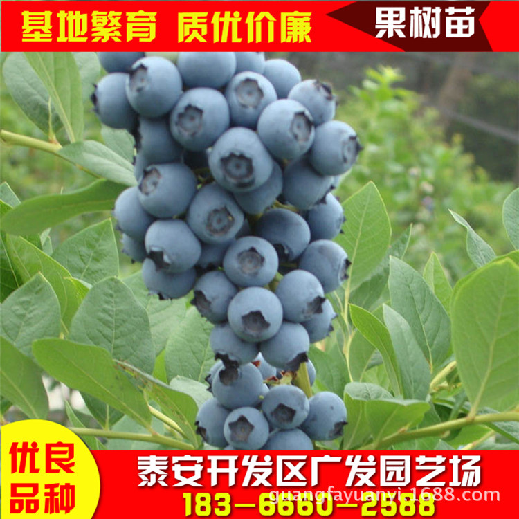 蓝莓苗