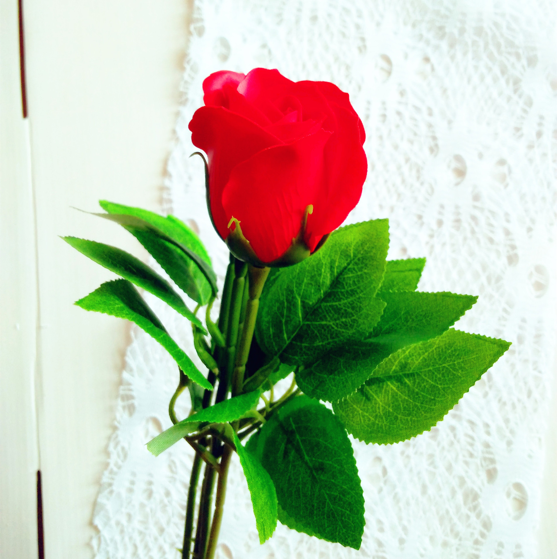 IMG20170510112530_副本