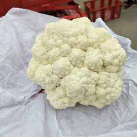 保鲜白花菜价格 最新保鲜白花菜价格 批发报价 价格大全 阿里巴巴