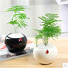 Bamboo potted mini small bamboo green plant desktop desktop sterilization and purification air -watching indoor flower bonsai