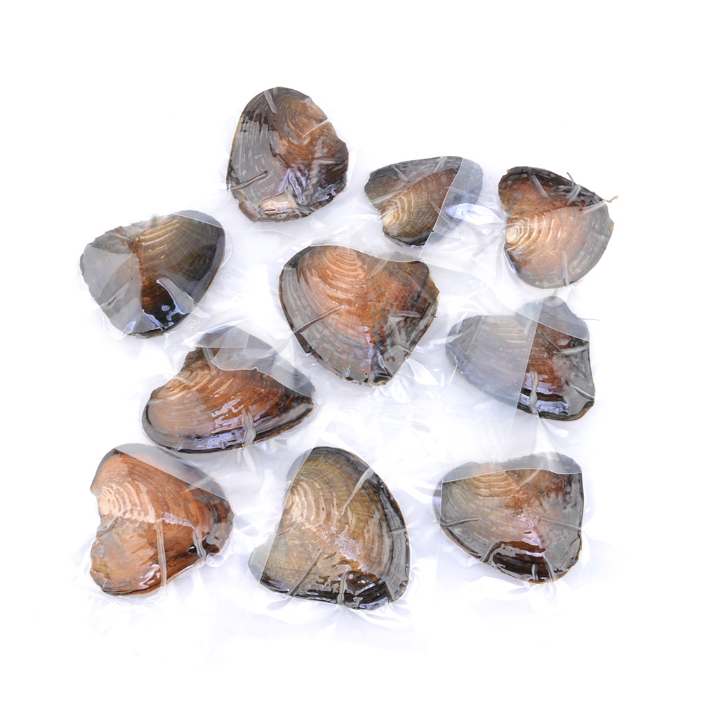 European And American Live Mussel One Mussel One Bead Freshwater Pearl Diy Mussel Small Anodonta Vacuum Packaging Small Mussel Non-porous Pearl Accessories display picture 4