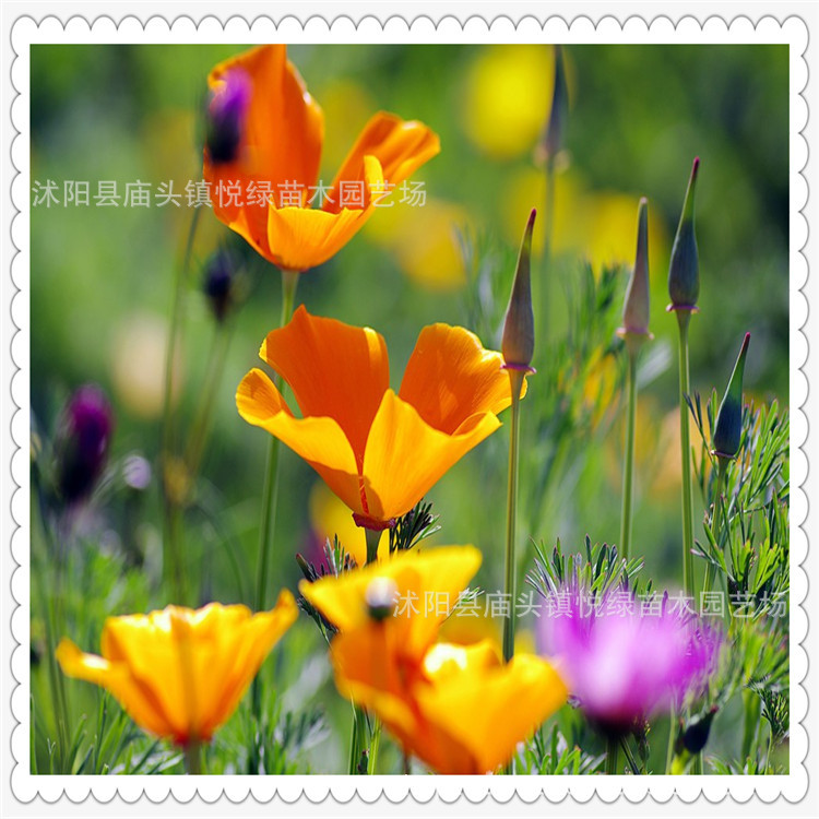 批发草花太阳花 颜色全品种多 观赏型花草植物 阿里巴巴