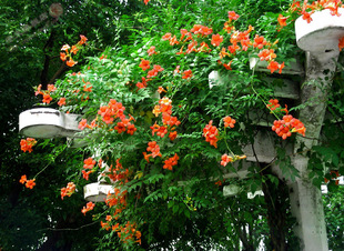 �����������ٱ�ֲ����������ͥԺ����ֲ����ɽ����������