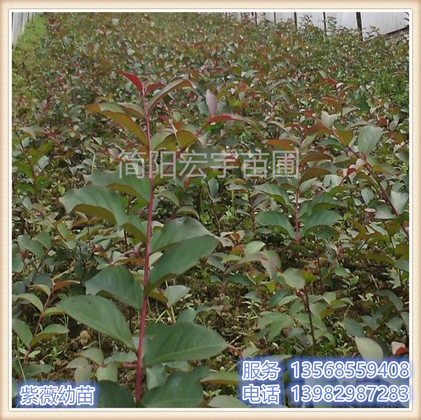 紫薇幼苗