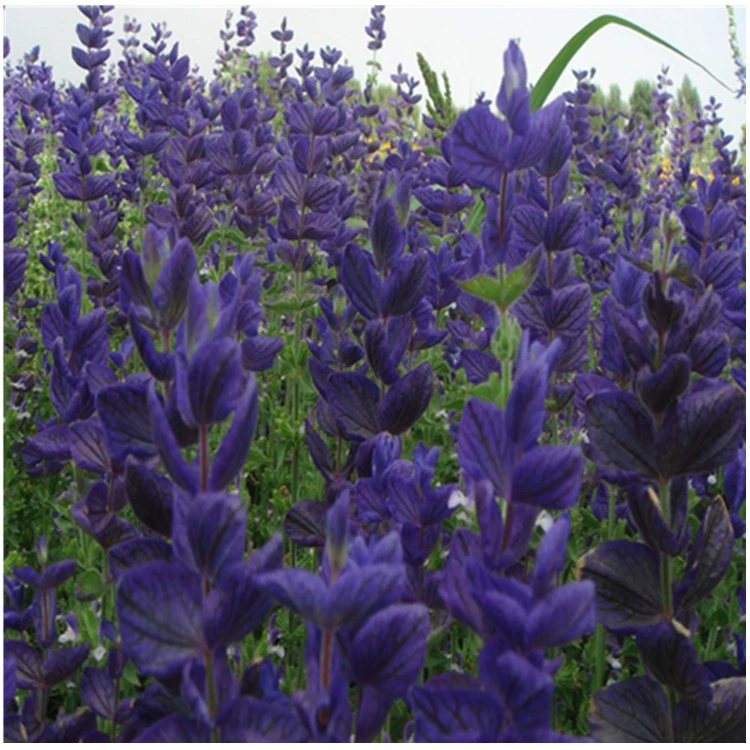 Оптовые цветы синие цветы шалфея морской пейзаж двор посадка сортов завершить большое количество скидка