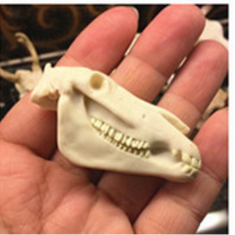 Aquarium Fish Tank Ornaments Water Grass Landscape Dinosaur Crocodile Sheep Resin Skull Horse Cow Animal Pet Room Skull Aquarium Fish Tank Ornaments Water Grass Landscape Dinosaur Crocodile Sheep Resin Skull Horse Cow Animal Pet Room Skull