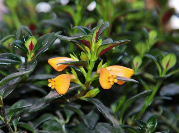 基地直销盆栽金鱼草批发盆栽金鱼花大红金鱼花 阿里巴巴