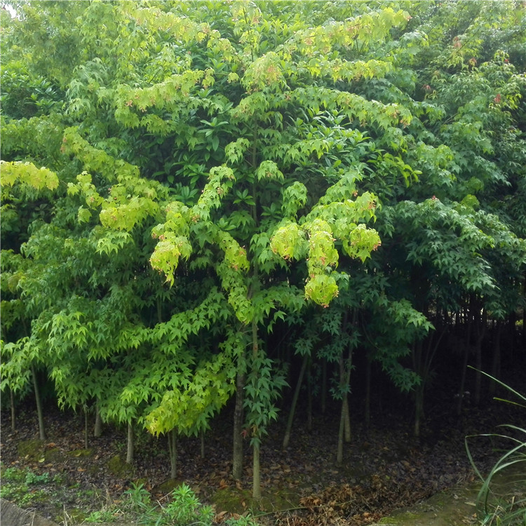 IMG_20170502_150159_副本