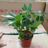 Wholesale duck feet (90) Goose palm firewood engineering green seedlings indoor plant potted plants