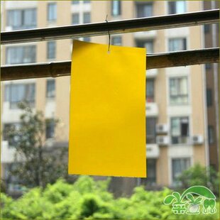 25*15cm�p��ճ�x�� ֲ��Gɫ�h�����x�S�� �Sɫ/�{ɫ�T��ճ�x��