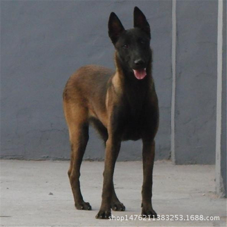 出售马犬幼犬/马犬幼犬价格/马犬好养吗