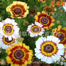 ݻhշNӲݻN hշN ɫ ݆ ʺջN