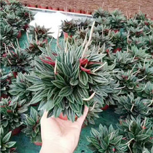 ������ֱ�����҃��^�~���� �����՚�Gֲ ���񽷲ݣ�90���t��ʹ