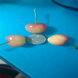 �S�ۙ����� �Sɫ����Ʒ�N �ķN���ҿڸ��� ������Ҙ�