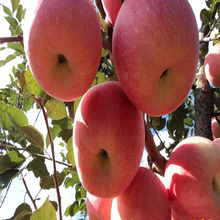 低價出售煙台紅富士蘋果苗 1公分2公分蘋果苗 質量優 品種