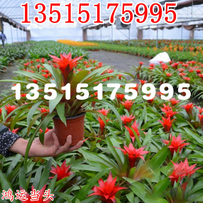 LUCKY KING Potted plant Bromeliad flower Little Red Star Four seasons flowers and plants Hongyun Transport auspicious indoor a living room Botany