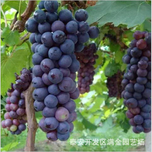 Оптовая джуфэна -виноградные саженцы Найдите золотисто -шандонские виноградные саженцы Оптовые виноградные саженцы