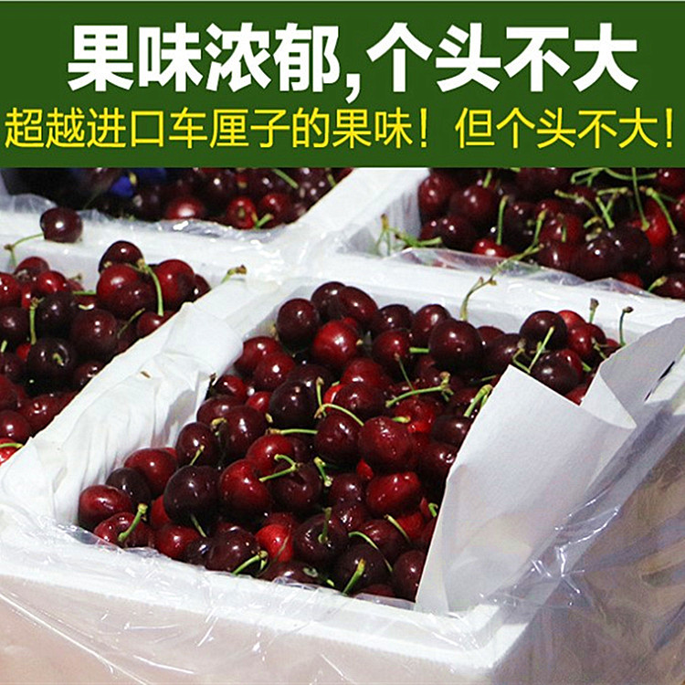 2021现摘现发大连美早大樱桃2斤中果新鲜水果基地直发顺风招代理|ru