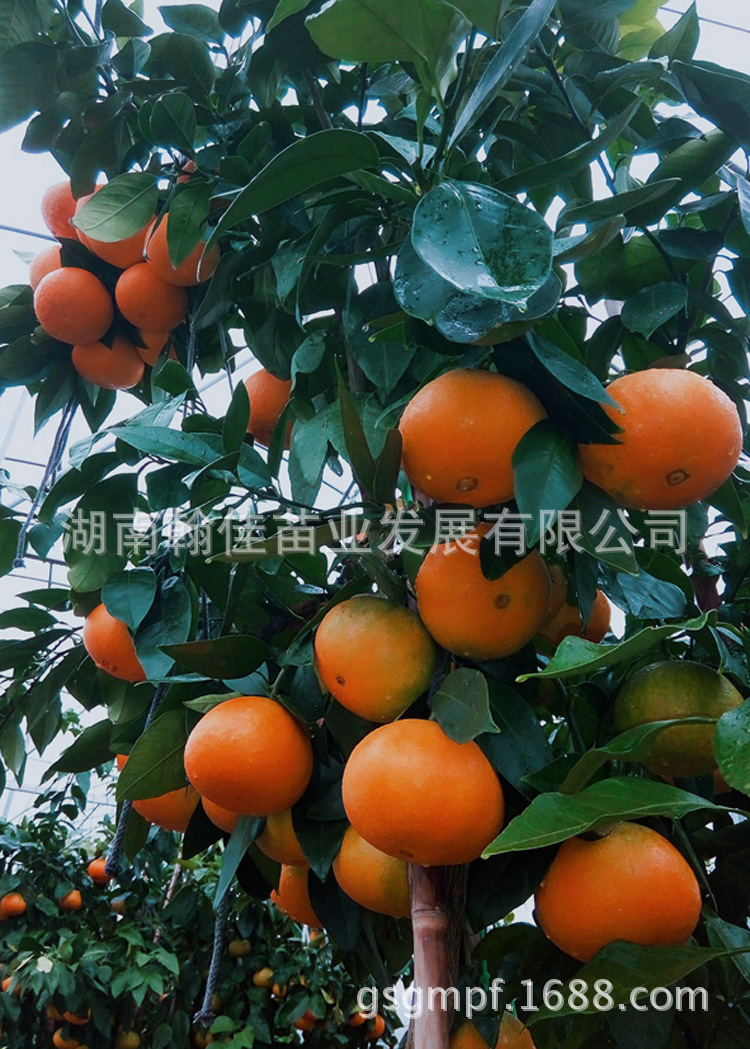 湖南果树苗_湖南果树苗 红美人桔子 桔树苗 橘