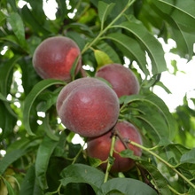 大量春美桃樹苗當年可食用蟠桃樹苗價格優惠油桃樹苗提供種植技術