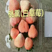 草莓苗新品种 盆栽草莓苗 白雪公主草莓 京郊小白草莓苗价格