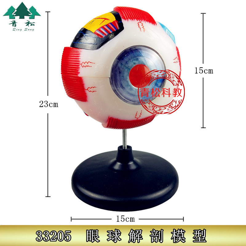 眼球模型 眼球解剖模型 6倍放大生物 眼睛教学 眼珠模型
