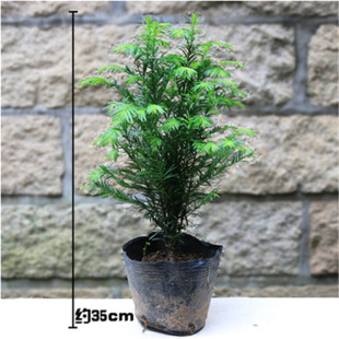 ���؁��t��ɼ�辰�� �Ϸ��t��ɼ �t��ɼɳ�طN�� ���ԃ����՚�