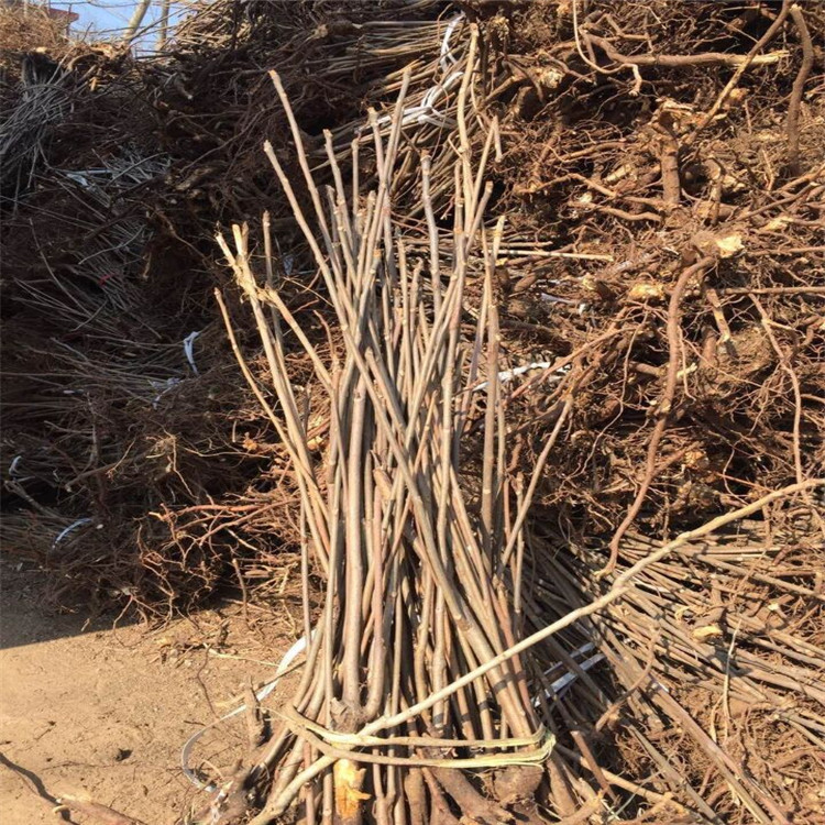 F56DC984CD9E790A6942A02BDADEFF