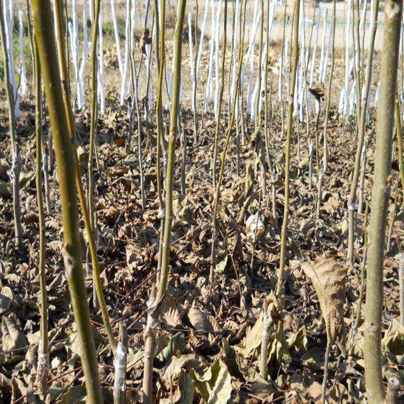 2345_image_file_copy_22_副本