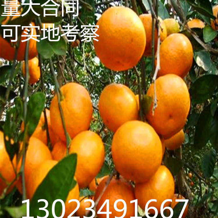 正宗象山红美人桔子树苗绿美人桔子苗爱媛28