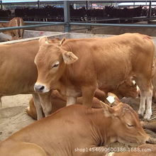 遂宁黄牛犊批发的肉牛犊多少头起批 黄牛改良黄牛养殖基地