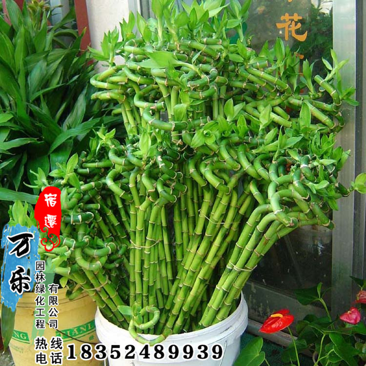 景天竹,_大山谷图库