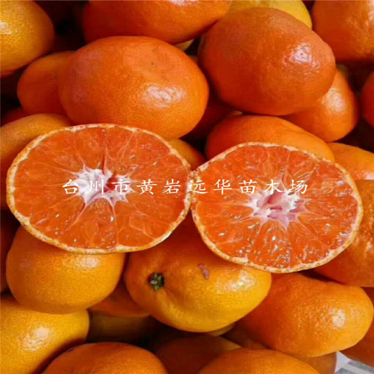 黃岩蜜桔苗基地零售紅美人大分由良桔子苗1-6年 蜜桔柑橘盆栽果苗