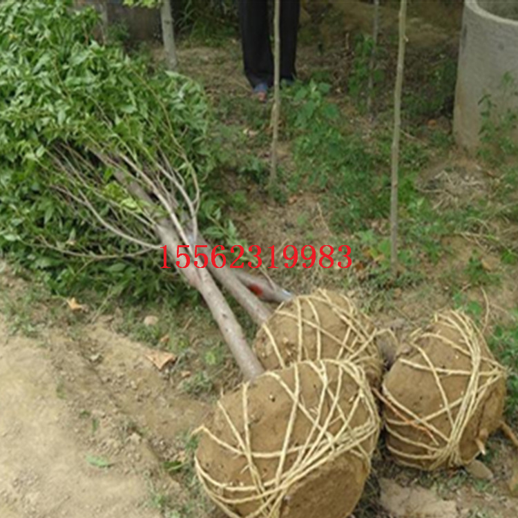 新型内燃式带土球挖树机 手提式单人操作断根移栽机价格