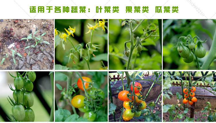 em益生菌种植西红柿