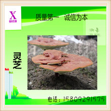 灵芝袍子粉_灵芝袍子粉价格_优质灵芝袍子粉