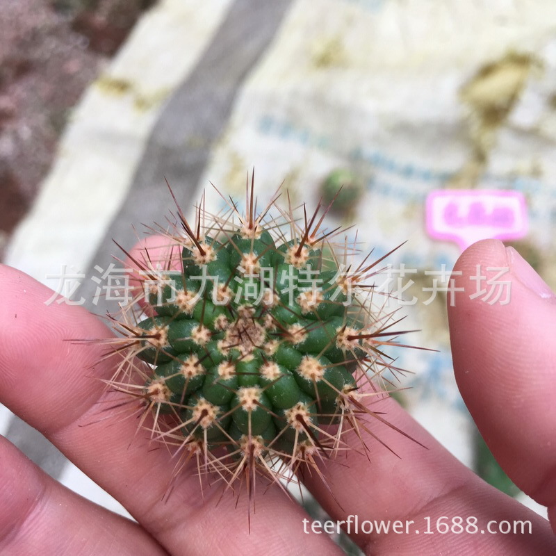 迷你仙人柱 毛花柱 飞碟多头 室内盆栽植物绿植 侧芽无根