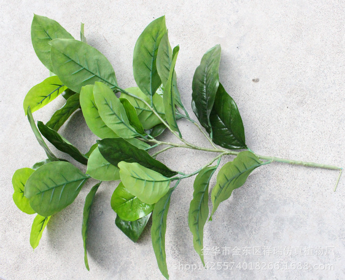 XRB-009高山榕五叉枝3