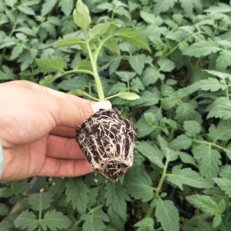 ������ʷ���