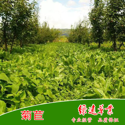 For:General Chicory seeds Pig Goose Rabbit Sheep Cattle Perennial Grass seed