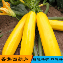 金皮西葫蘆種子 金皮西葫蘆種子批發 促銷價格 產地貨源 阿里巴巴