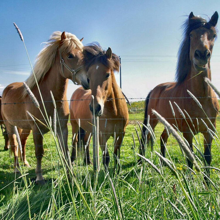 2018年现在半血马价格 湖南能骑的马多少钱一匹 纯血马匹的用途