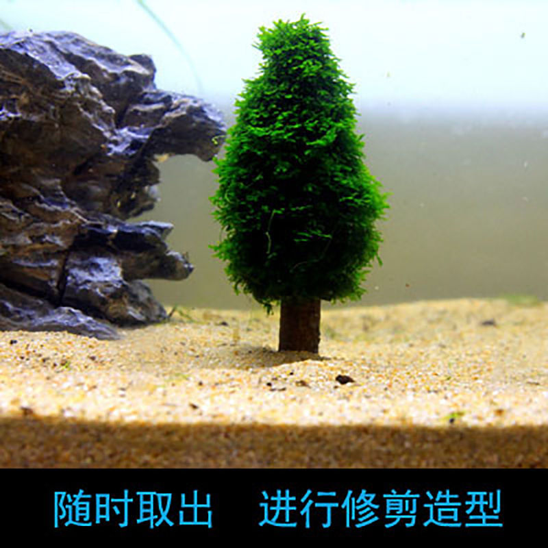 莫丝树圣诞树水草造景绑莫丝仿真杜鹃根沉木珊瑚莫丝虾缸草缸