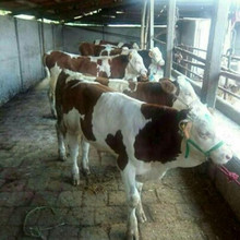 改良肉牛西门塔尔牛种苗 育肥肉牛犊 架子牛 繁殖母牛10头起