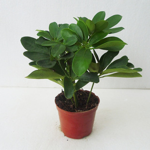 Base Direct Sales A90 Single Duck Foot Wood Small Potted Plant Absorbs Formaldehyde and Purifies the Air