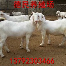 常年出售黑山羊 羊羔 种羊 母羊 白山羊羊羔
