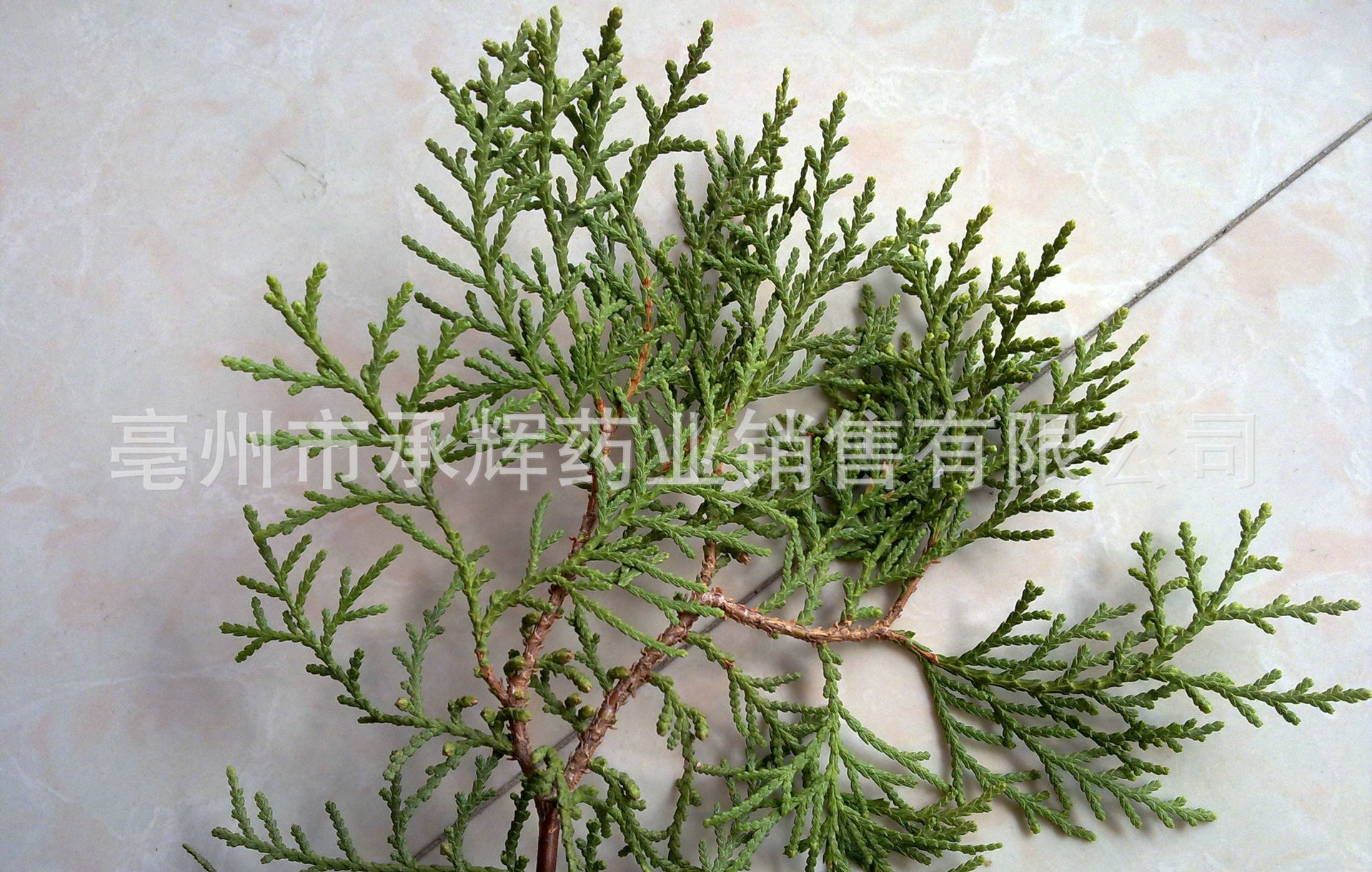 中药材批发 侧柏叶新货 柏树叶 侧柏叶粉 支持药检 常年大货-阿里巴巴