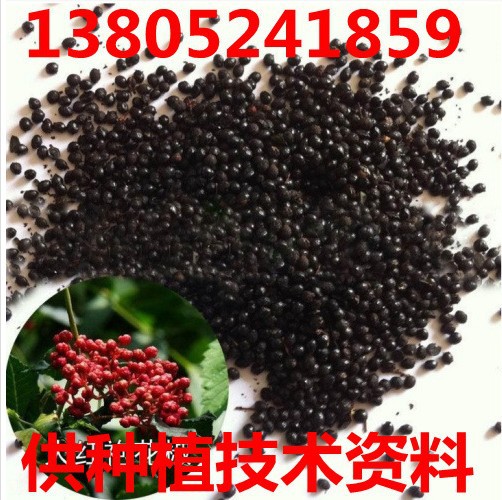 Vegetable Seeds Zanthoxylum bungeanum seeds Big Red pepper seed Nine Leaves Green pepper seed
