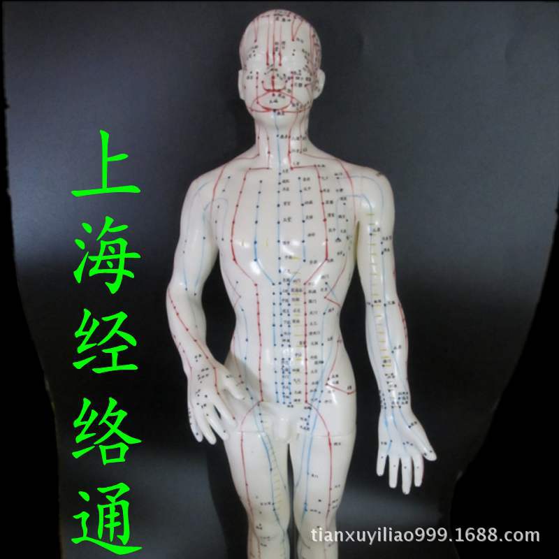 经络通人体穴位模型 男模 针灸人模  人体经络模型 人體模型