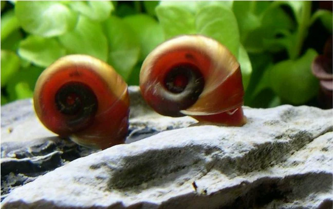 Яблоко Улитка декоративная Улитка Аквариум Очистка мусора емкость для удаления водорослей резервуар для травы